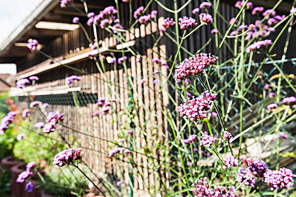 紫花,日光,花园