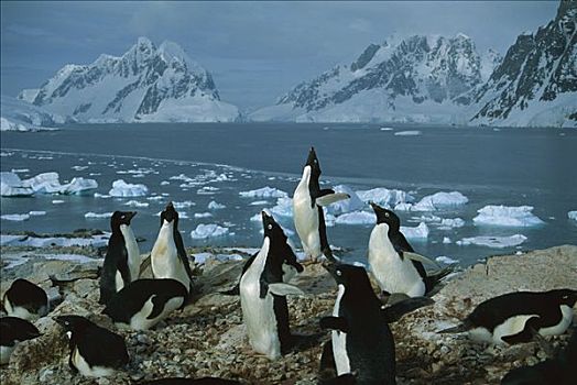 阿德利企鹅,生物群,花冈岩,岩层,南极半岛,南极