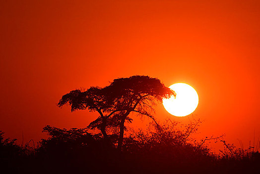 红色,日落,后面,奥卡万戈三角洲,博茨瓦纳,非洲