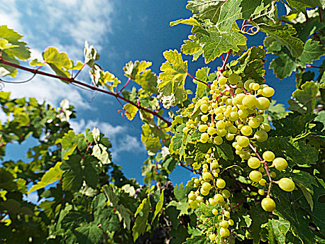 酿酒用白葡萄,藤,兰索罗特岛