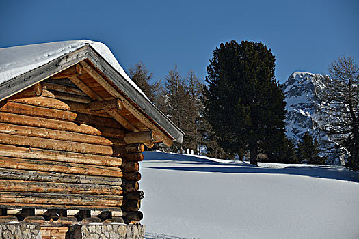 自然,冬季风景,树,初雪