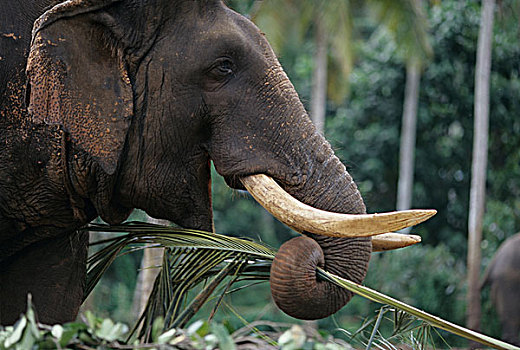 斯里兰卡,品纳维拉,大象孤儿院,靠近