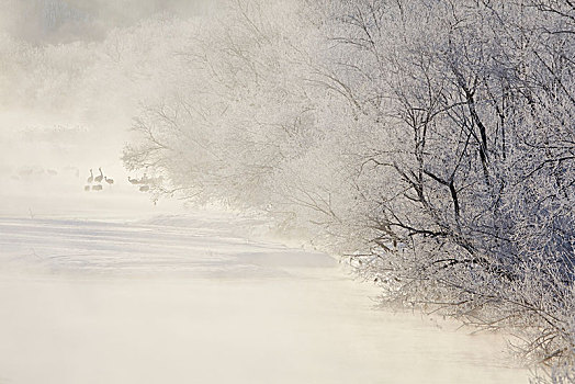 丹顶鹤,树林,冬天