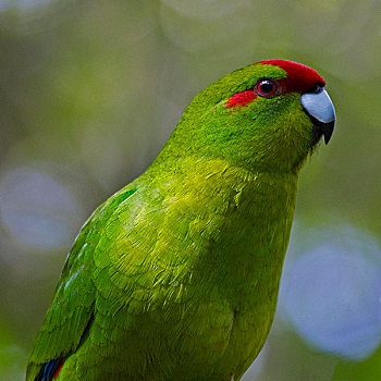 长尾鹦鹉,惠灵顿,新西兰
