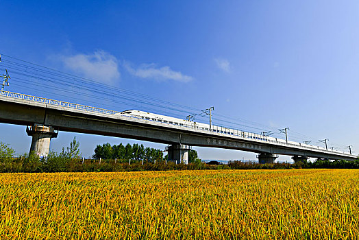 驶过稻田的高铁列车