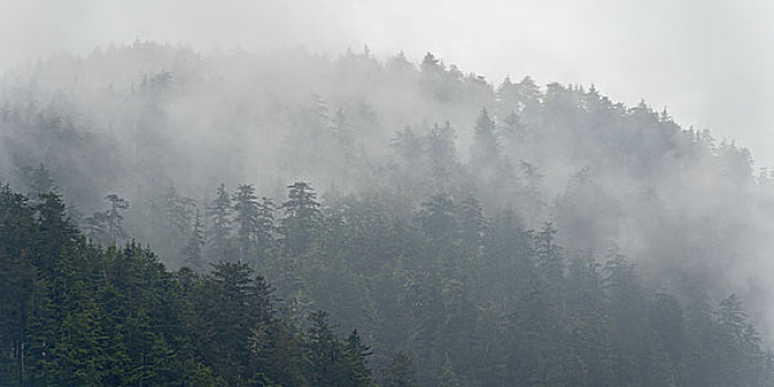 雾状,树林,地区性,地区,岛屿,不列颠哥伦比亚省,加拿大