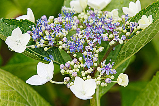 八仙花属,头状花序