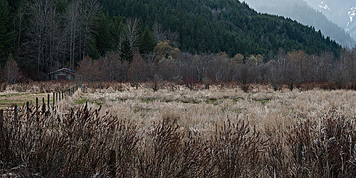 草,秃树,地点,惠斯勒,不列颠哥伦比亚省,加拿大