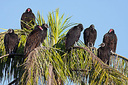 黑美洲鹫,群,美洲鹫,红头美洲鹫,栖息,手掌,大沼泽地国家公园,佛罗里达