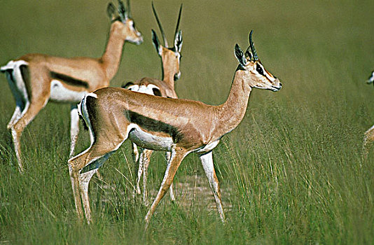 瞪羚,牧群,马赛马拉,公园,肯尼亚