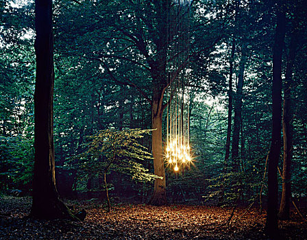 光亮,悬挂,树,树林