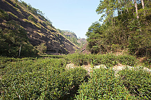 茶园,武夷山,山,福建,中国