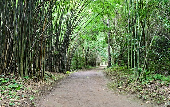 竹林,道路,热带雨林,泰国