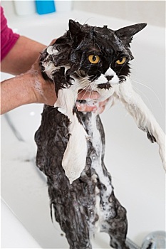 浴,猫