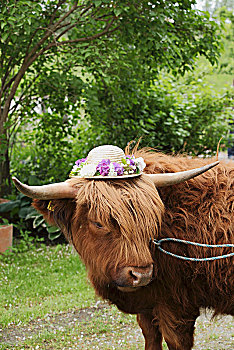 高原牛,戴着,草帽,花环,花