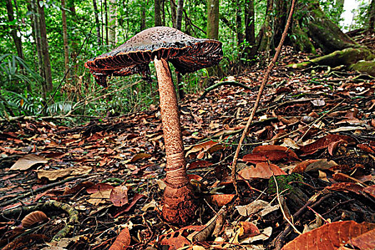 大蘑菇,古农列尤择国家公园,北方,苏门答腊岛,印度尼西亚
