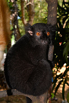 雄性,黑狐猴,褐色的狐猴,雨林,西北地区,马达加斯加