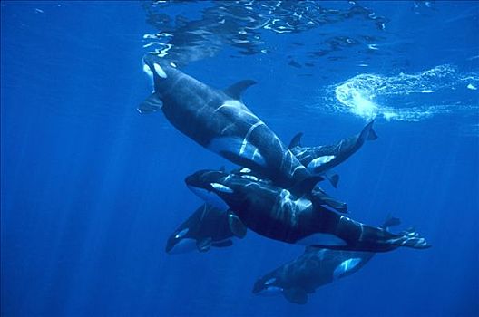 逆戟鲸,两个男人,一个,幼兽,水面,所罗门群岛