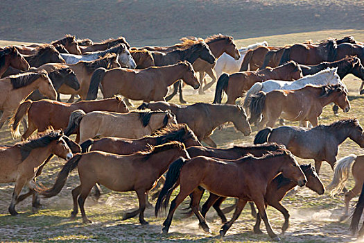 马,牧场,内蒙古,中国