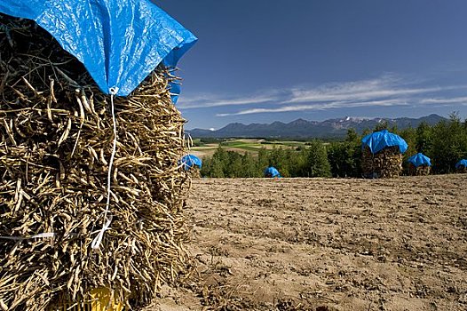 豆,十胜岳山