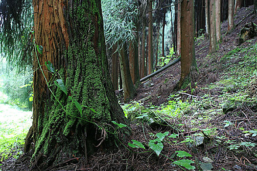 四川崇州鸡冠山保护区内的杉树