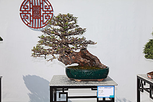 盆景,盆栽,国际盆景协会bci,盆景展参展作品