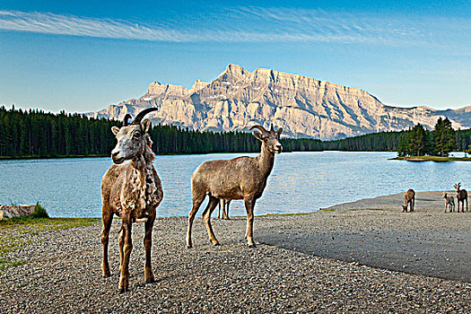 落基山,大角羊,加拿大,班夫国家公园,班芙国家公园,艾伯塔省