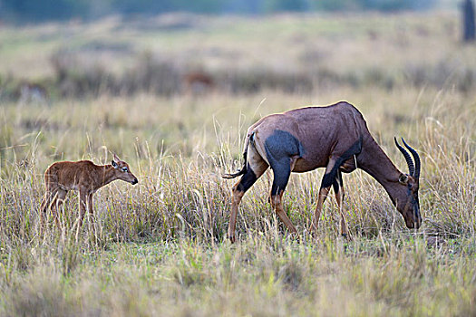 女性,幼兽,马赛马拉国家保护区,肯尼亚,非洲