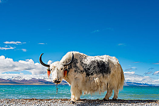 西藏纳木错湖边的牦牛
