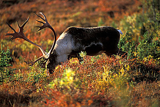 美国,阿拉斯加,德纳里峰国家公园,驯鹿属,苔原,靠近,旺湖,秋天,早晨