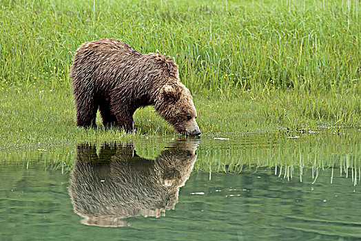 北美,美国,阿拉斯加,卡特麦国家公园,湾,棕熊