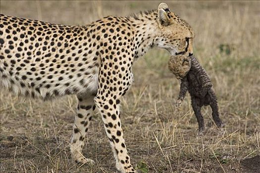 印度豹,猎豹,雌性,白天,老,幼兽,马赛马拉,自然保护区,肯尼亚