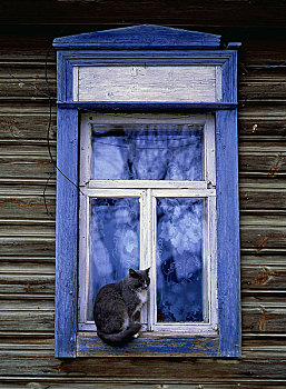 俄罗斯苏丝达里,修道院里的猫