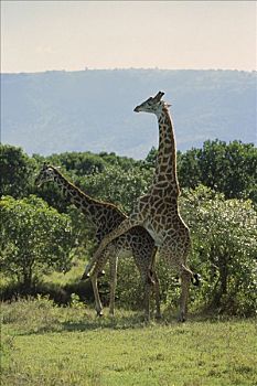 长颈鹿,伴侣,交配,马赛马拉,肯尼亚