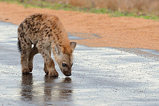 斑鬣狗,笑,鬣狗,幼兽,嗅,路湿,克鲁格国家公园,南非,非洲