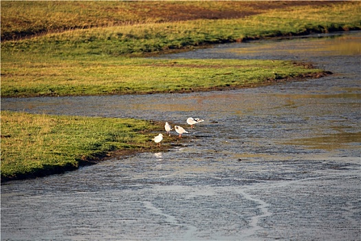 新疆和静,巴音布鲁克草原开都河上的水鸟