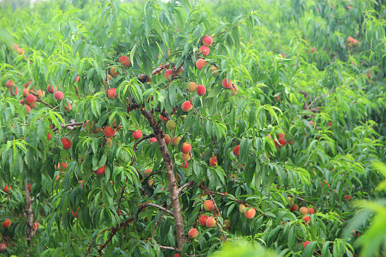 桃子_桃园_桃花源_高清图片_全景视觉