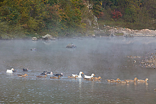 湖,水面,雾气,蒸腾,白雾,水蒸气,缥缈,仙境,灵性,家禽,鸭子,鹅,游动,自在,安静,自然,风光