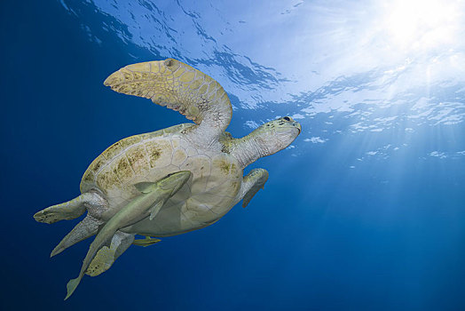 绿海龟,龟类,生活方式,游动,深海,红海,埃及,非洲