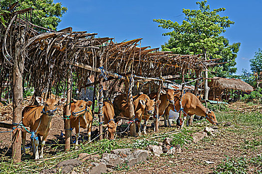 牛棚,巴厘岛