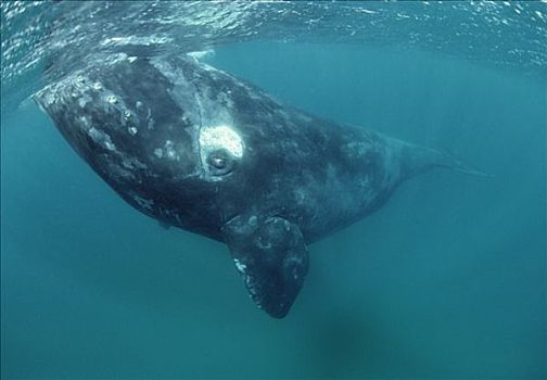 南露脊鲸,肖像,瓦尔德斯半岛,阿根廷