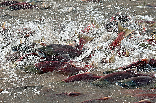 红大马哈鱼,红鲑鱼,群,产卵,浅水,堪察加半岛,俄罗斯