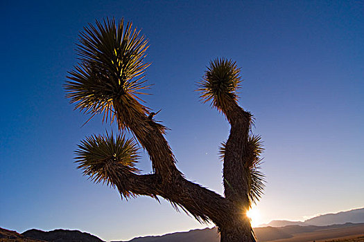 约书亚树,日落,靠近,加利福尼亚