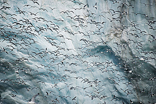 大量,三趾鸥,飞,过去,冰,悬崖,斯匹次卑尔根岛,斯瓦尔巴特群岛,挪威