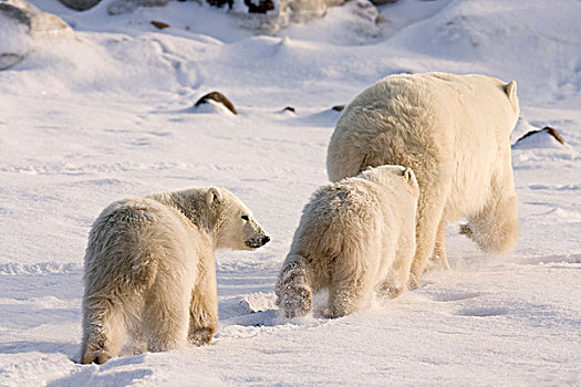 加拿大,曼尼托巴,哈得逊湾,丘吉尔市,两个,北极熊,幼兽,跟随,雪景