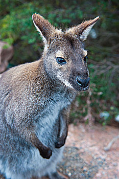 小袋鼠,红颈袋鼠,国家公园,塔斯马尼亚,澳大利亚,大洋洲
