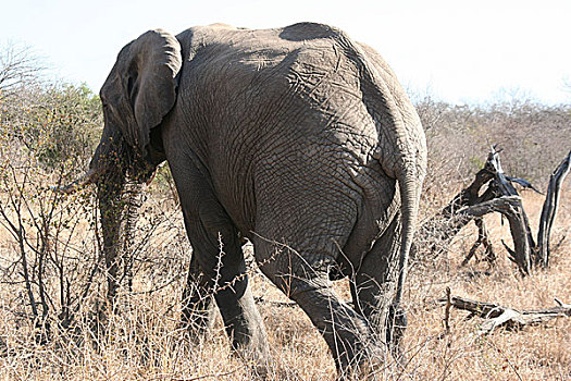 南非,大象