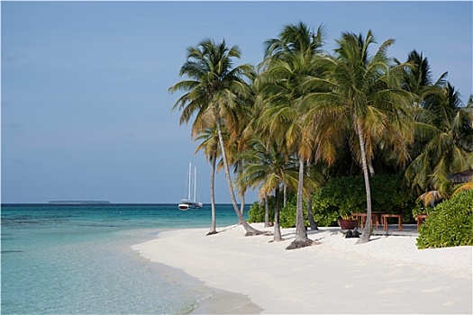 棕榈树,白沙滩,马尔代夫