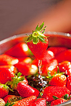 一个鲜红色草莓悬在半空中的特写的特写正在滴水