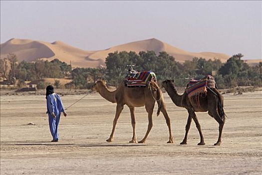 骆驼,摩洛哥